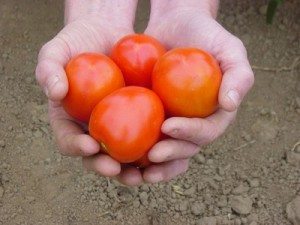 La dieta del pomodoro i segreti per dimagrire2.jpg